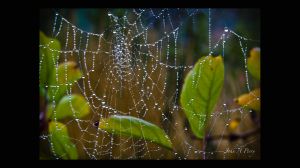 Spider Web Jewelry